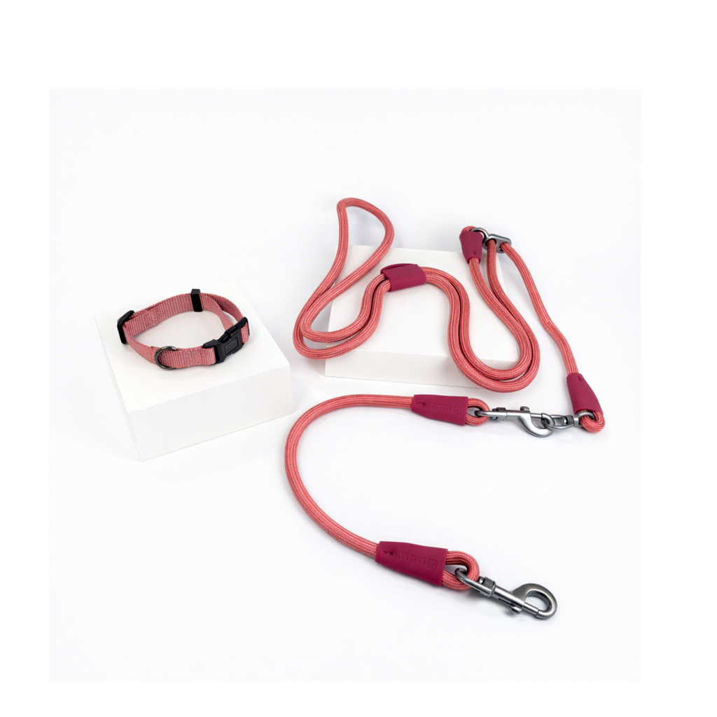Petchii Starter Set – Single Dog
