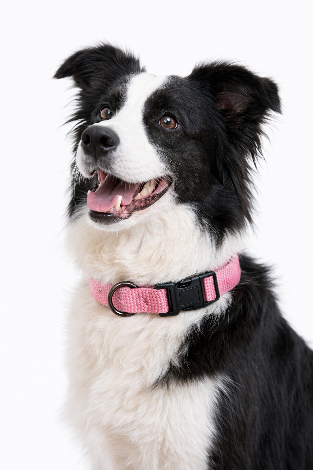 collar