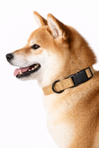 collar